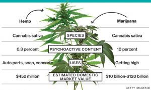 cannabis oil for cancer